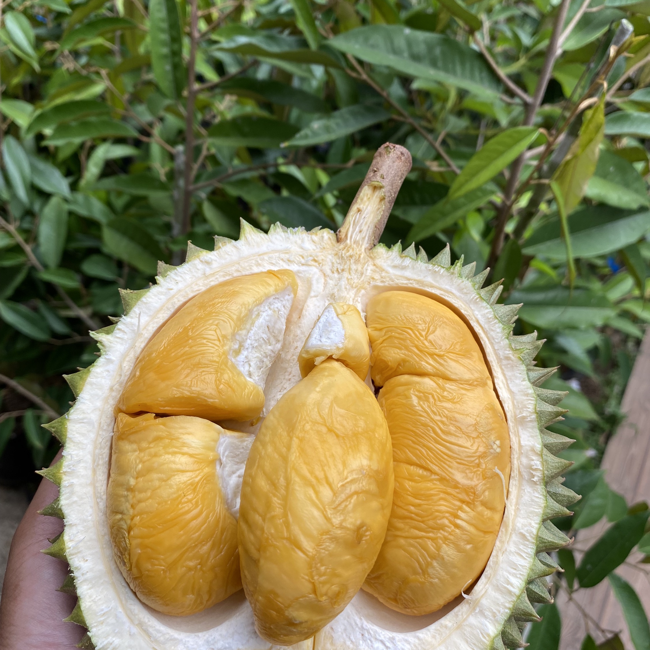 Foto Durian Musangking