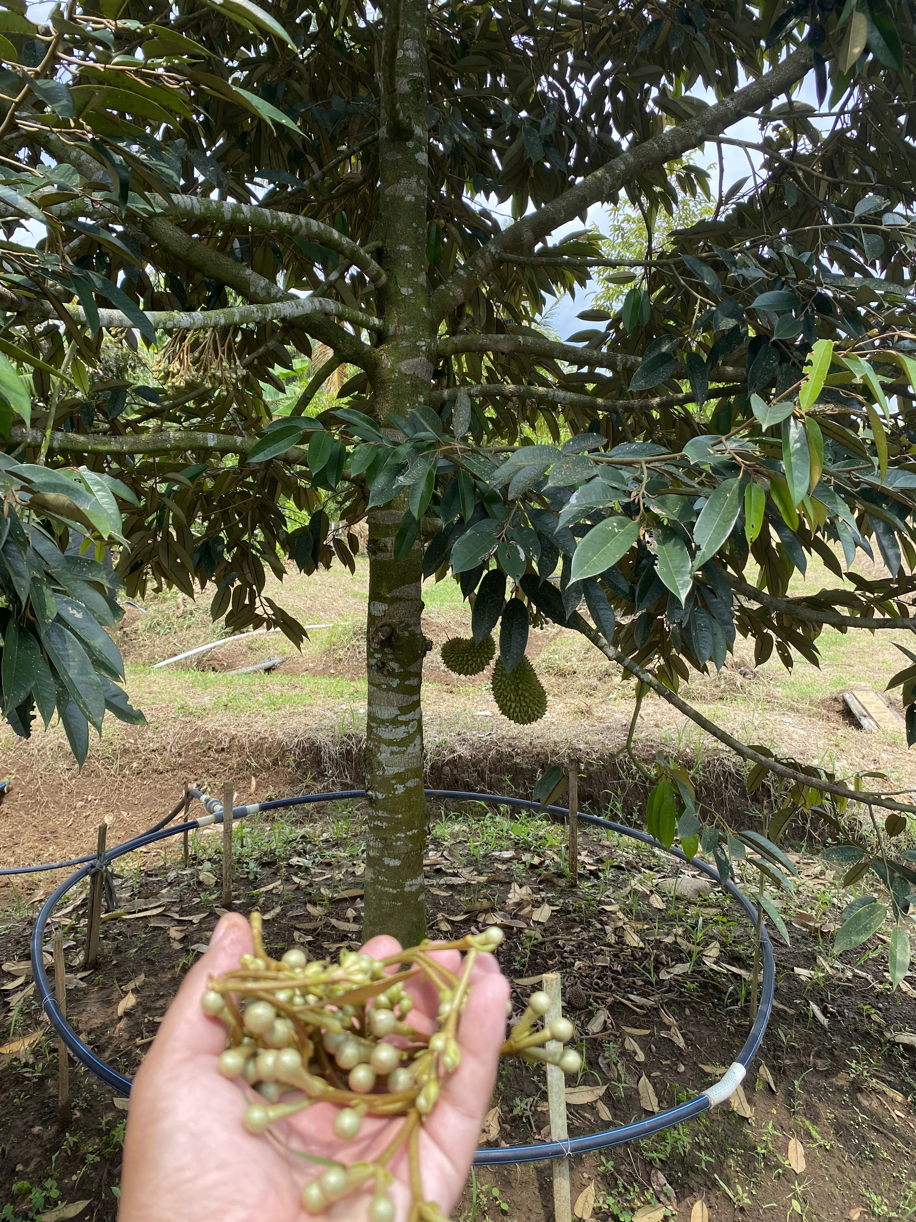 Foto Durian Musangking